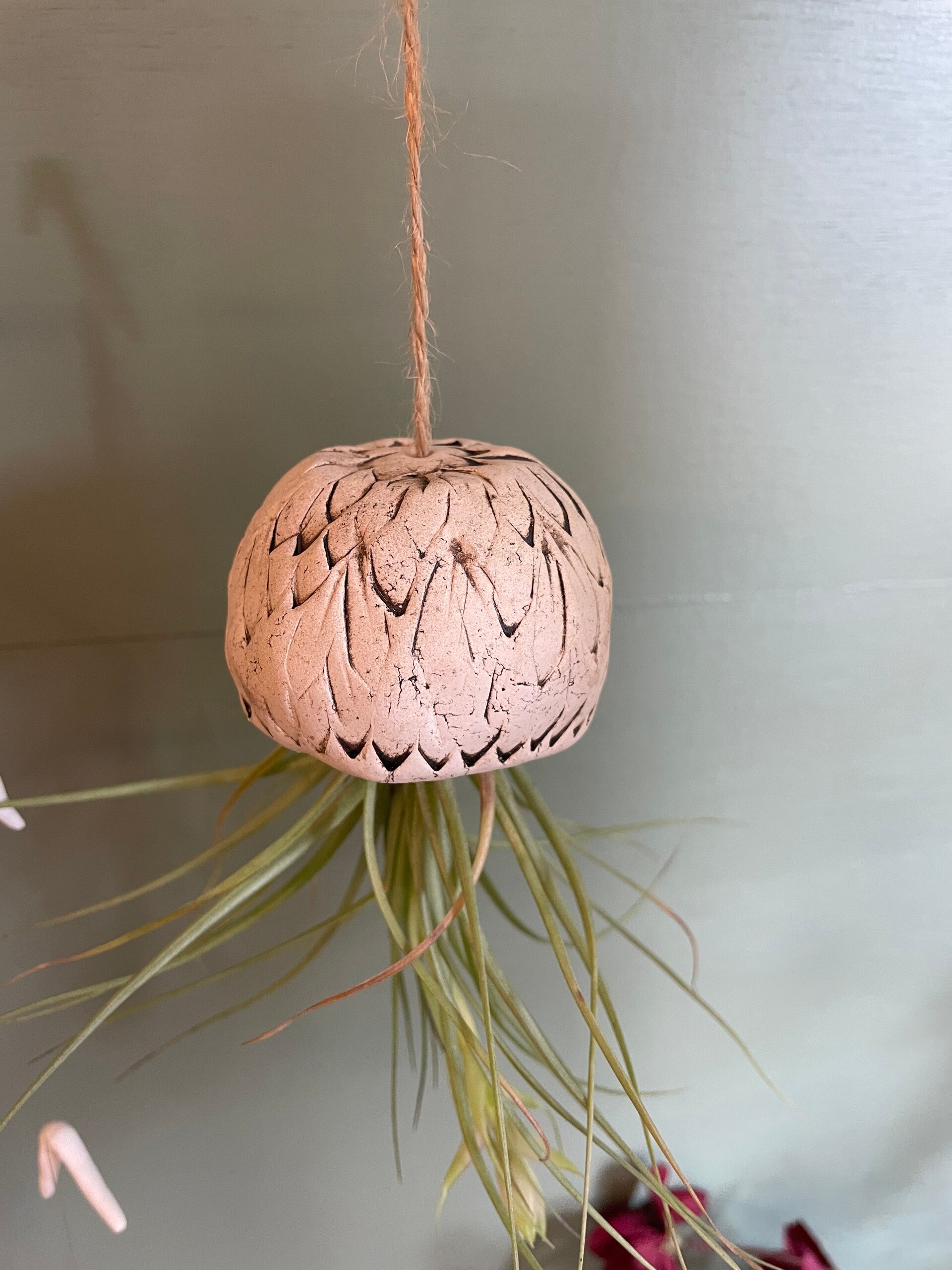 Zee-egel met lucht plantje #1