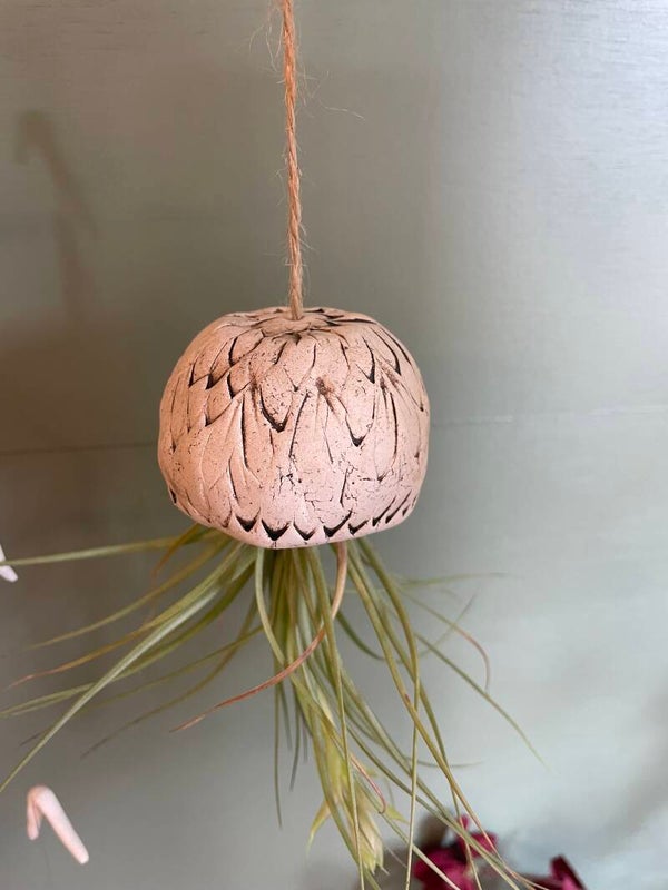 Zee-egel met lucht plantje #1