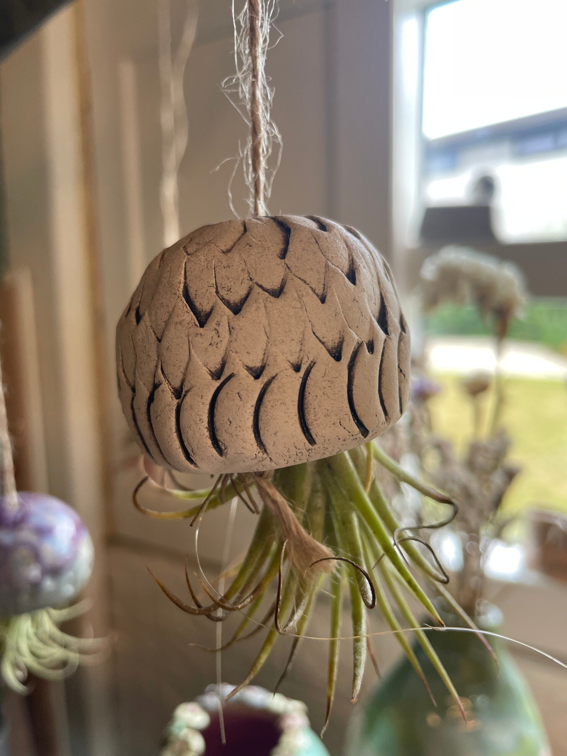 Zee-egel met lucht plantje #11