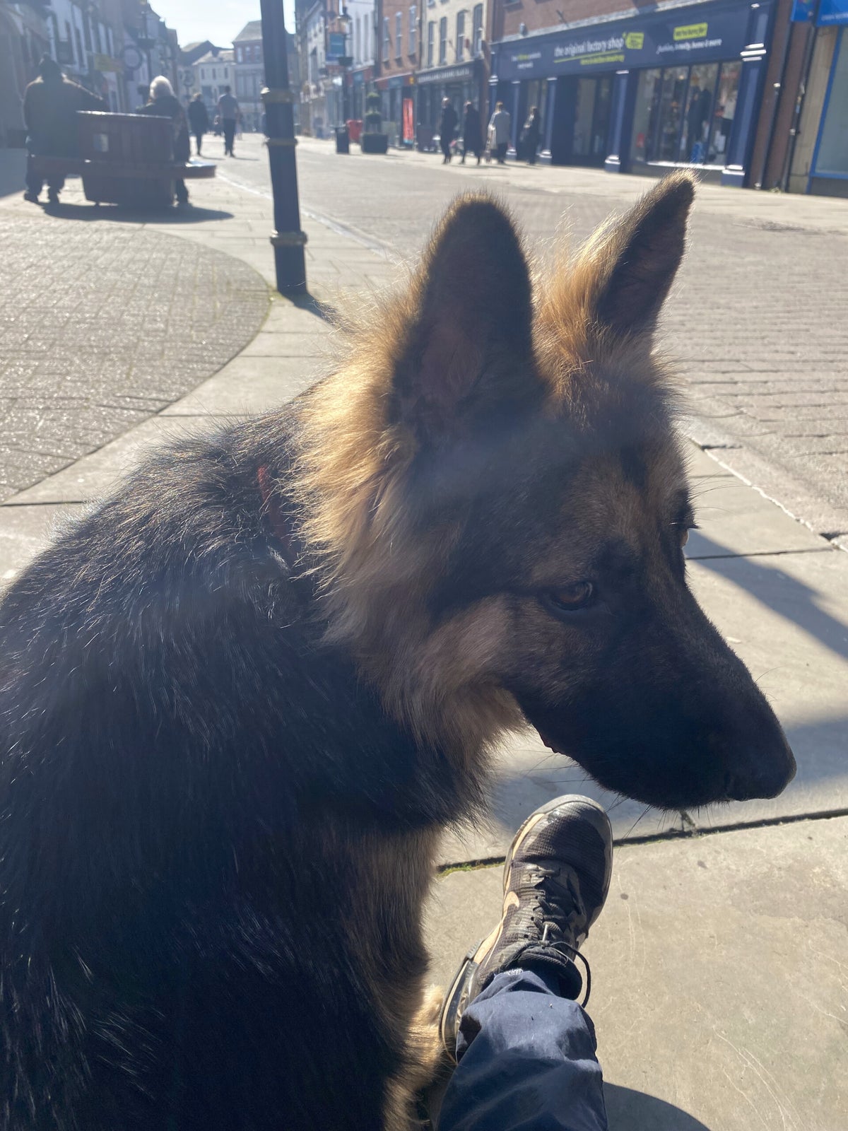 direct dog training