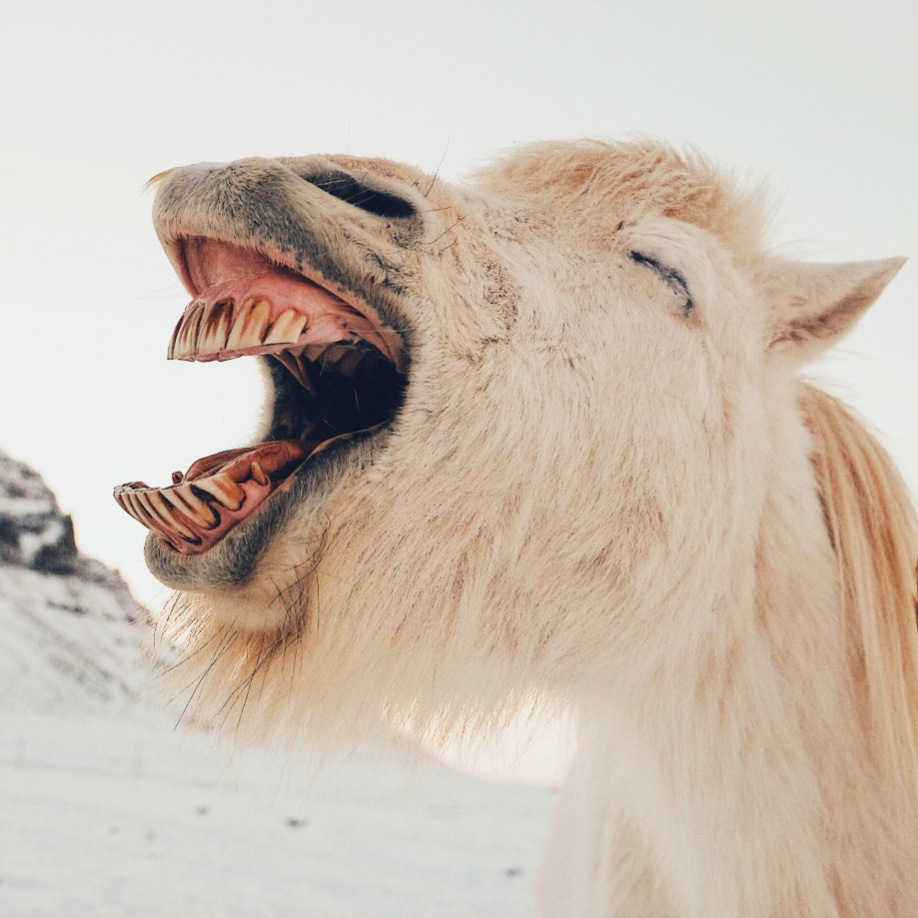 Ein lachendes Pferd