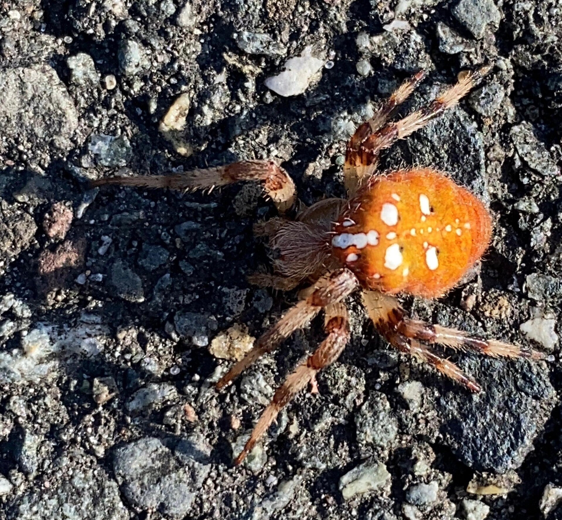 de viervlekwielwebspin vrije kop natuurfotograaf jeff sloots