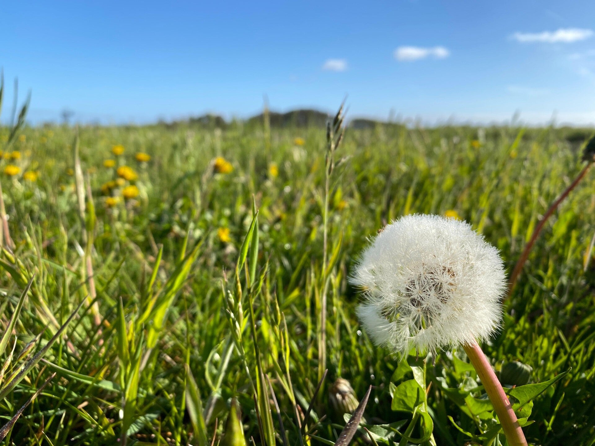 ervaar de kracht en helende werking van de natuur jeff sloots vrije kop