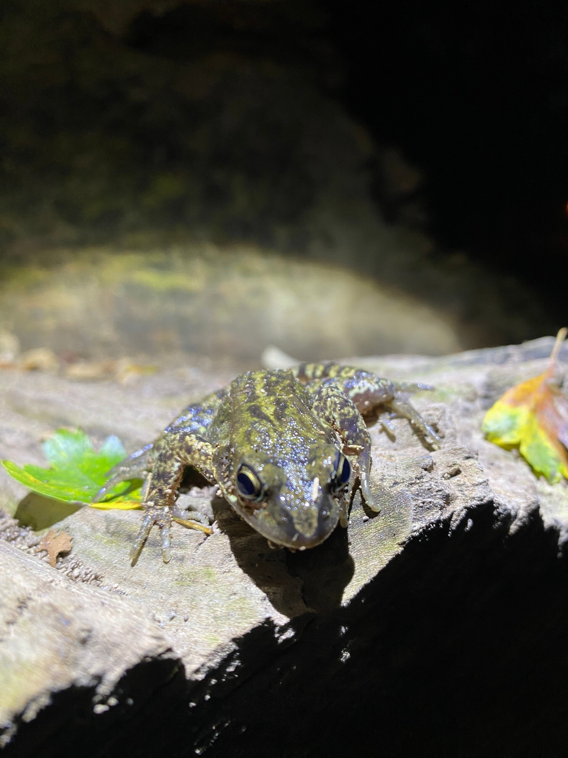 bruine kikker vrije kop natuurfotograaf jeff sloots