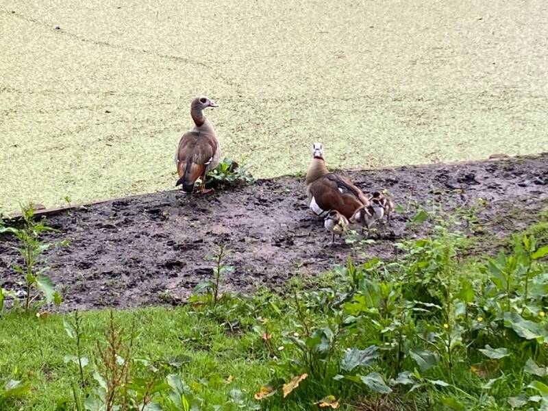 Nijlganzen fam met 7 pullen