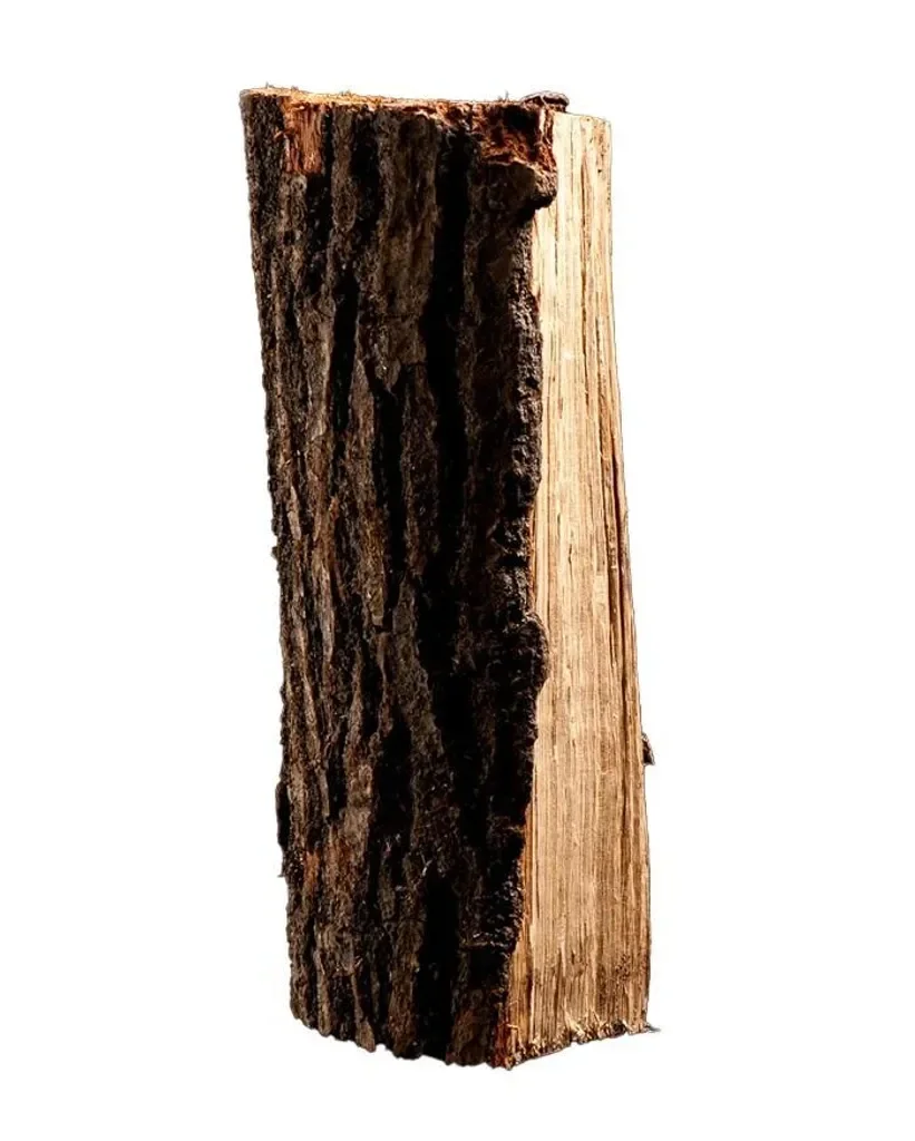 Bois de chauffage Bouleau - 50cm - 2 RM sur palette | séché en chambre