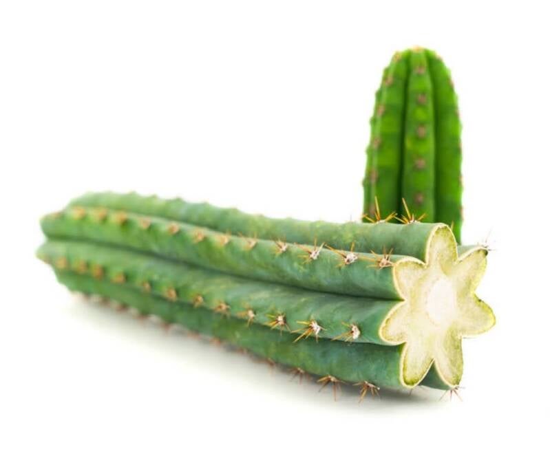 Huachuma ceremonies Gelderland