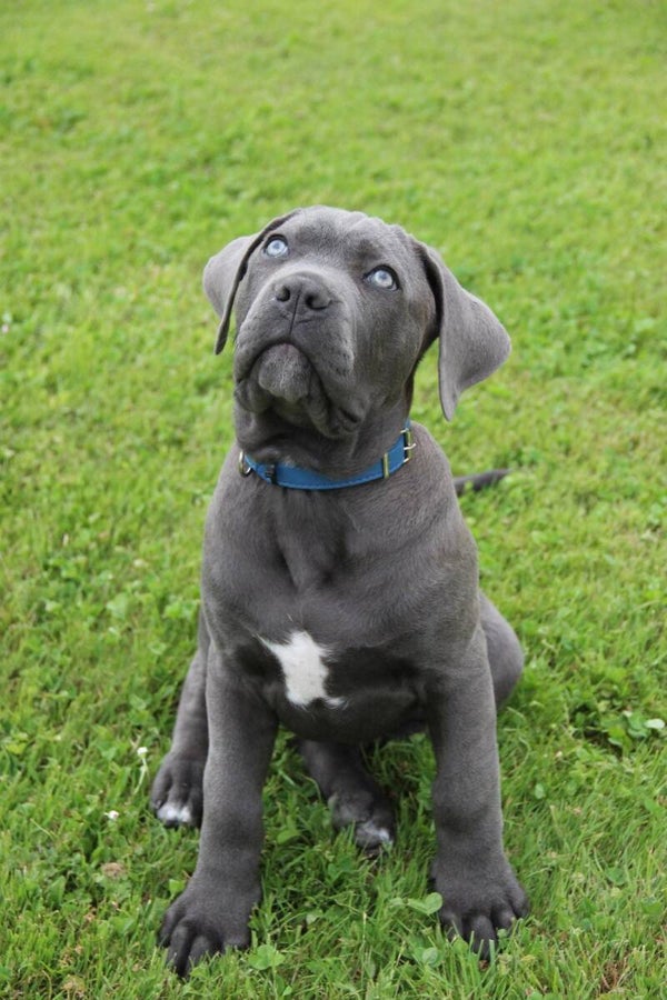 Camada de Cané Corso