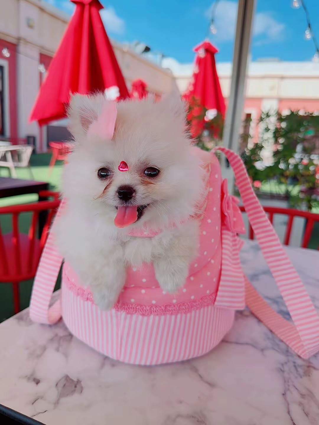 Macho de Pomerania
