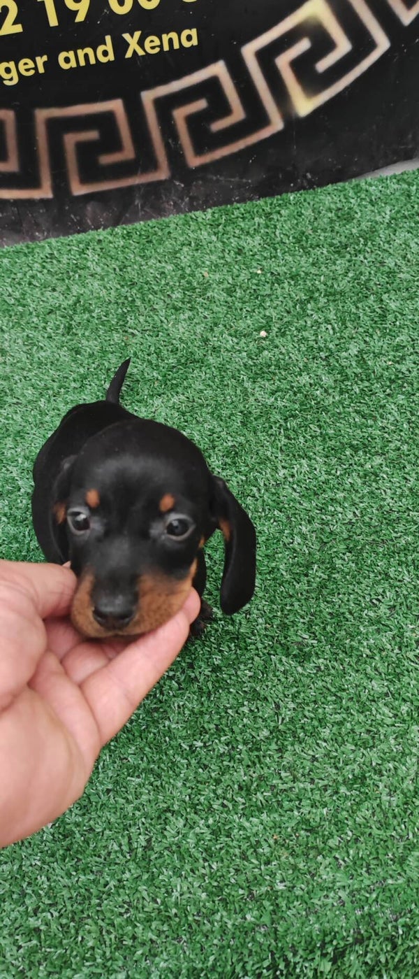 Tekel Arlequínes Machos