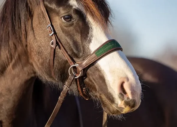 EDIX bridle ED2-Aurora brown-green