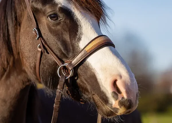 EDIX bridle ED2-Aurora brown