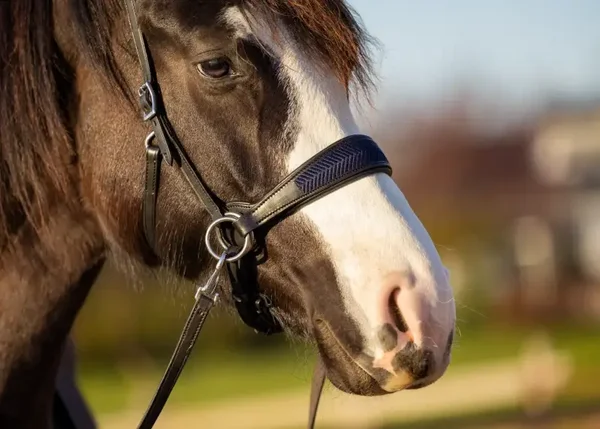 EDIX bridle ED2-Aurora black-navy
