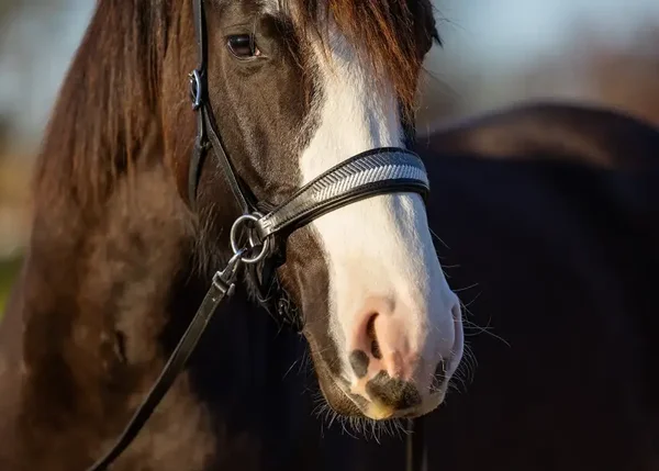 EDIX bridle ED2-Aurora black