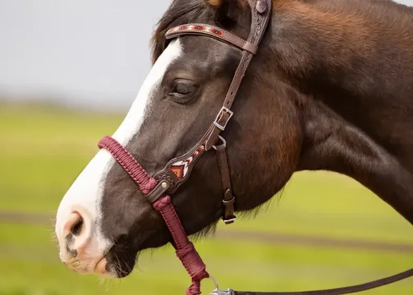 EDIX ED3 Brightstar, western bridle brown