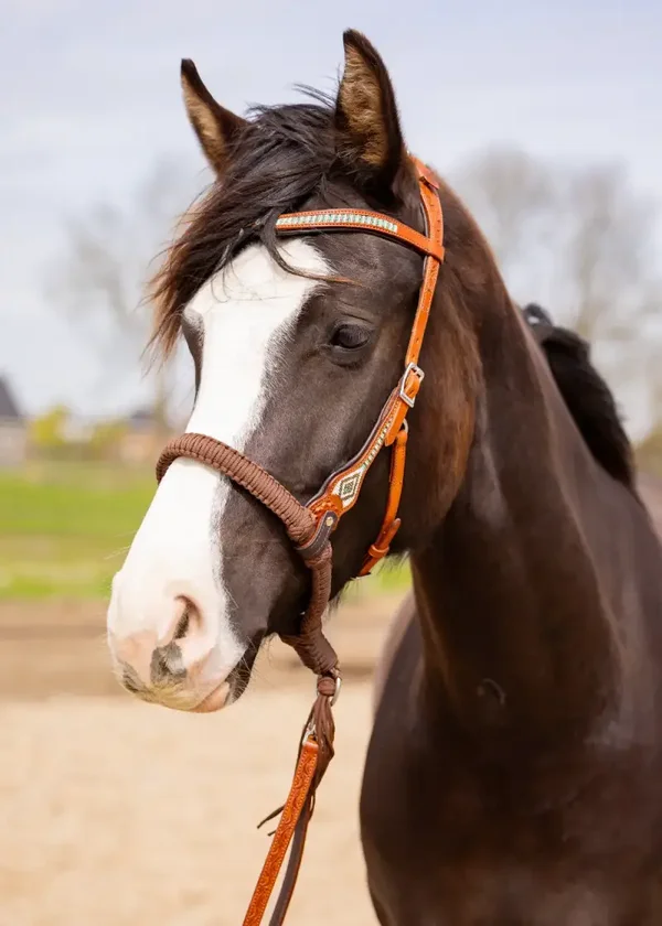 EDIX ED3 Brightstar, western bridle cognac