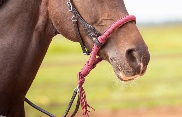 EDIX Alano Bosal