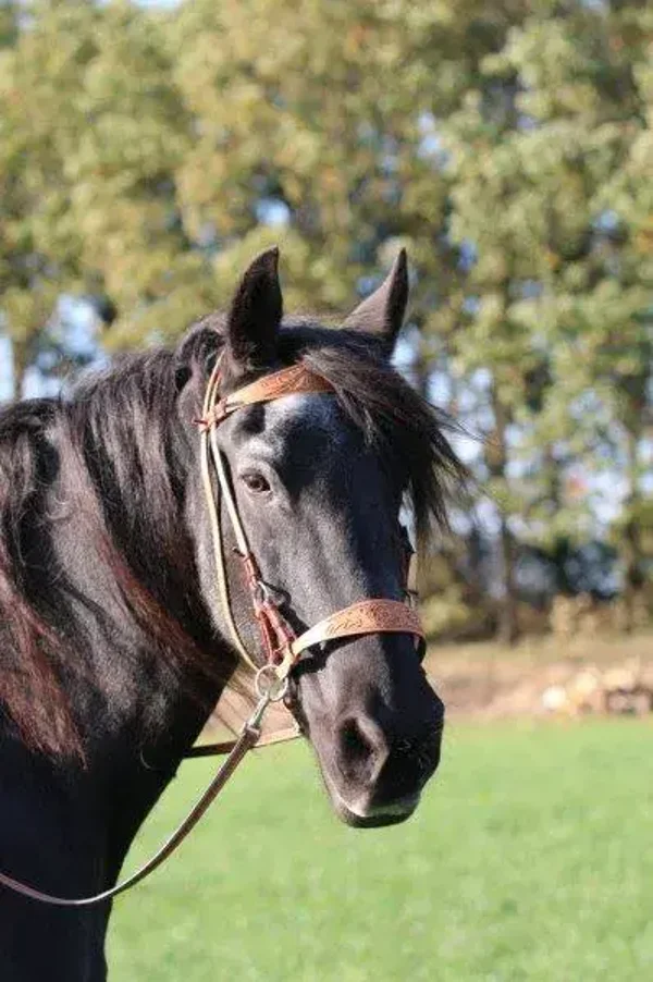 F.R.A.® diego natur