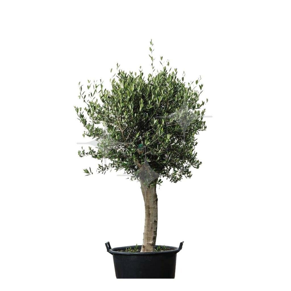Olijfboom 250 cm