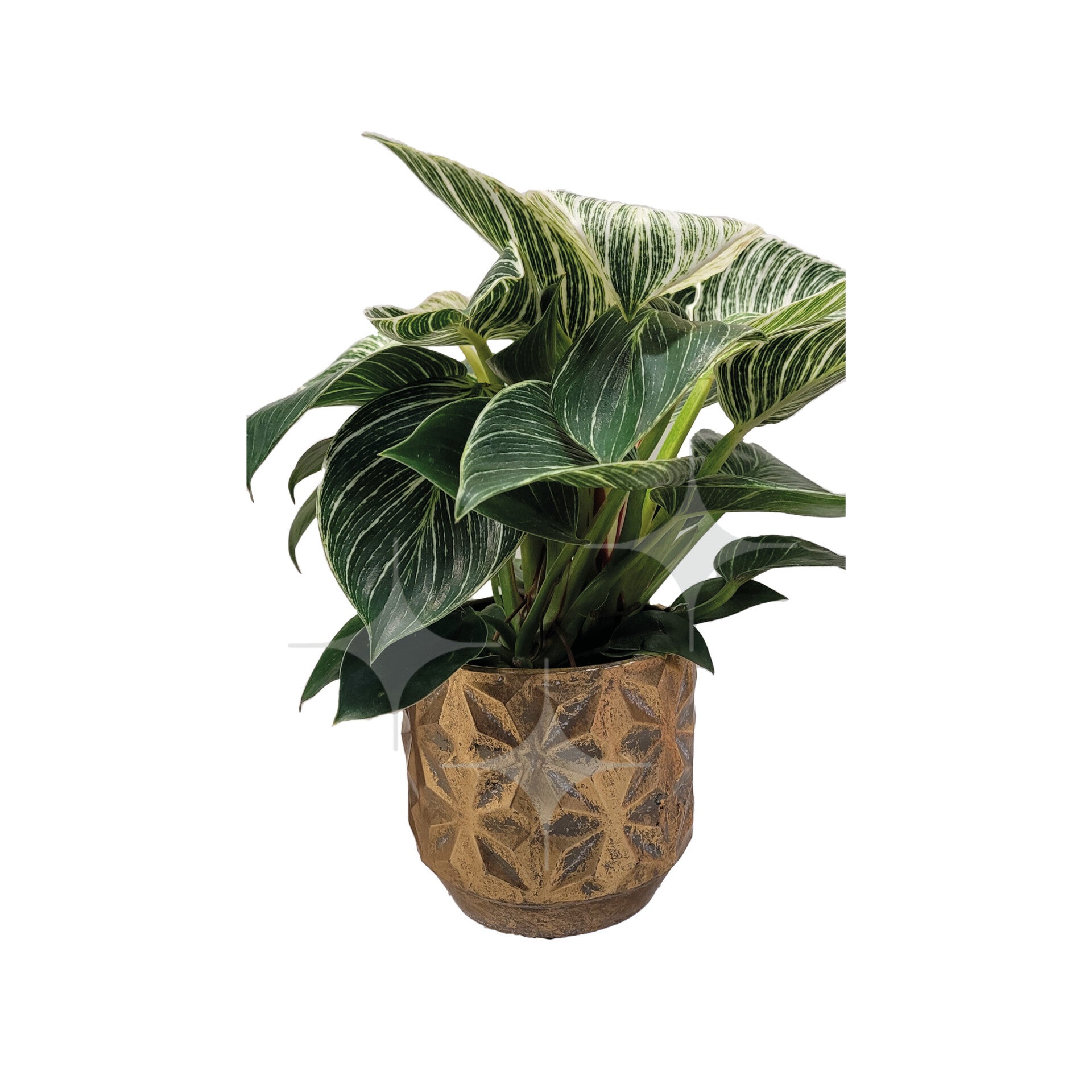 Pot goud (div. maten)