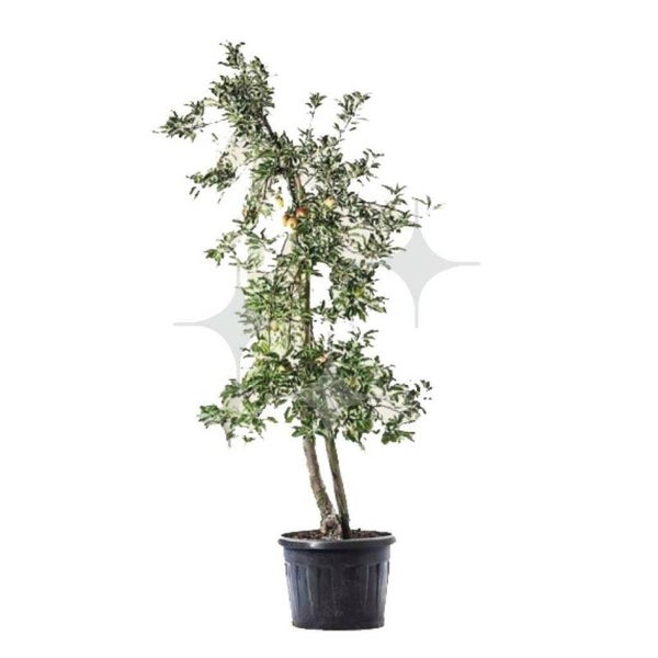 Appelboom 400 cm