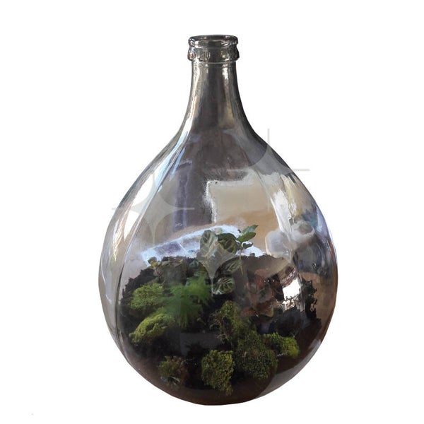 Glasplant | EcoSysteem in 55 ltr gistfles