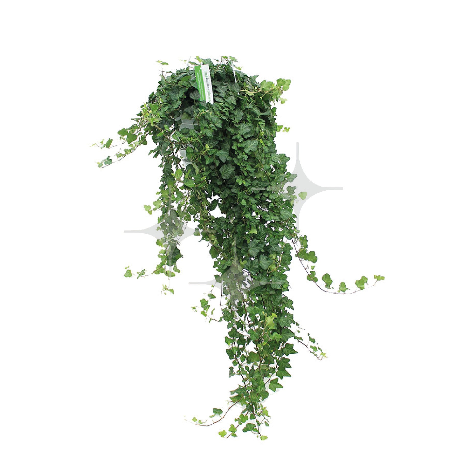 Hedra groot | GePeBe