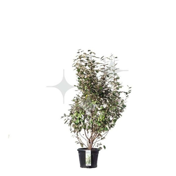 Olijfwilig (struik) 150 cm