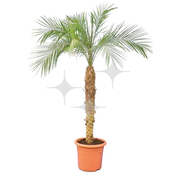 Palm (stam) "Phoenix Roebelenii" 180 cm