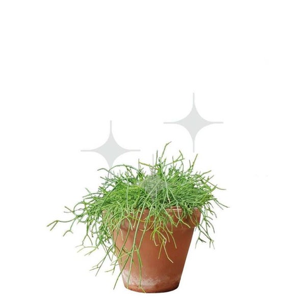 Plant 13 cm (div. soorten)              Pot naar keuze