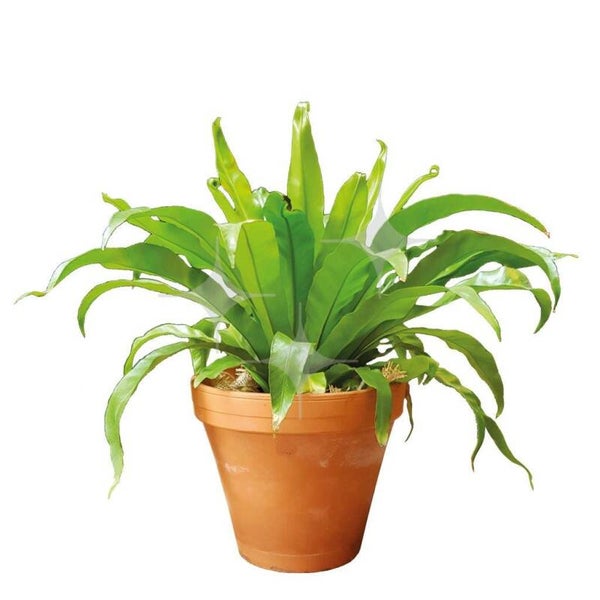 Plant 26 cm (div. soorten)              Pot naar keuze