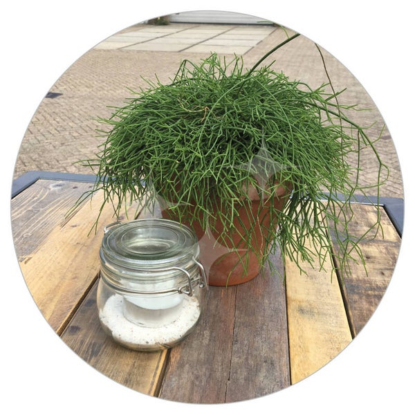 Arrangement StelligStaal klein