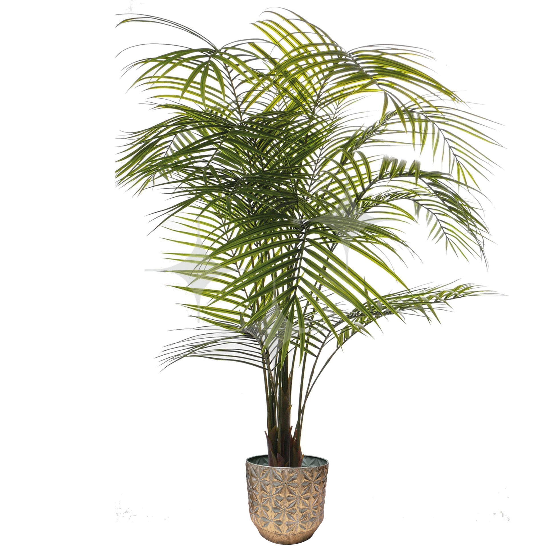 Areca Palm 200cm | GePeBe