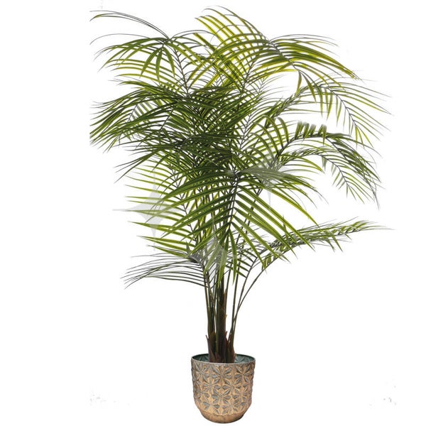 Areca Palm 200cm