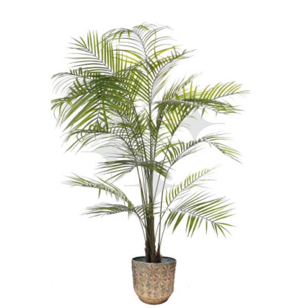 Areca Palm 150-180cm | GePeBe