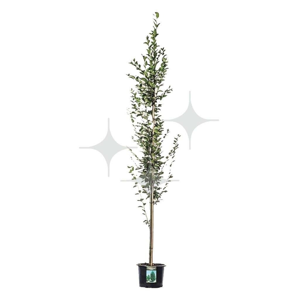 Groene beukenboom 400 cm