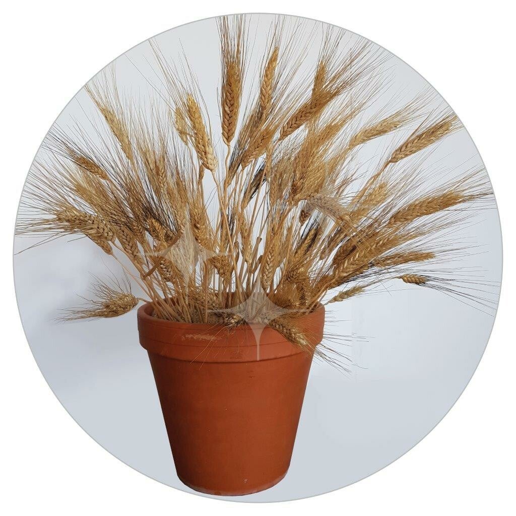 Pot 26cm met graan