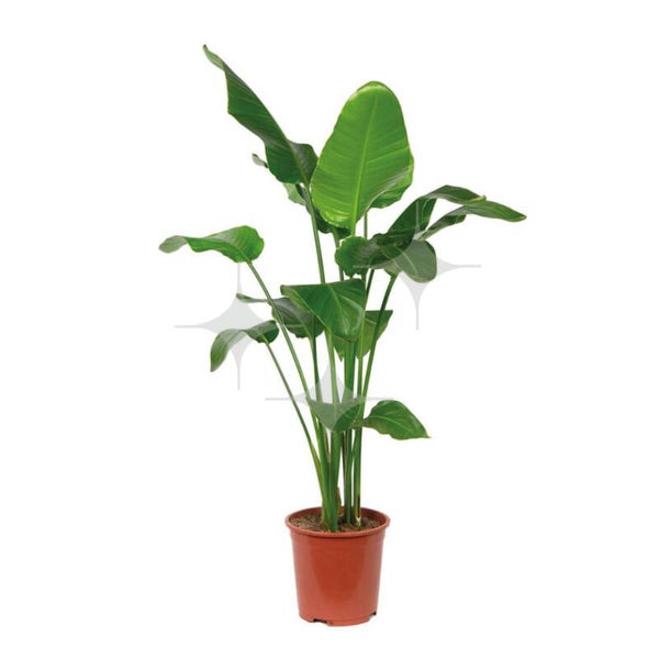 Strelitzia 150-180 cm