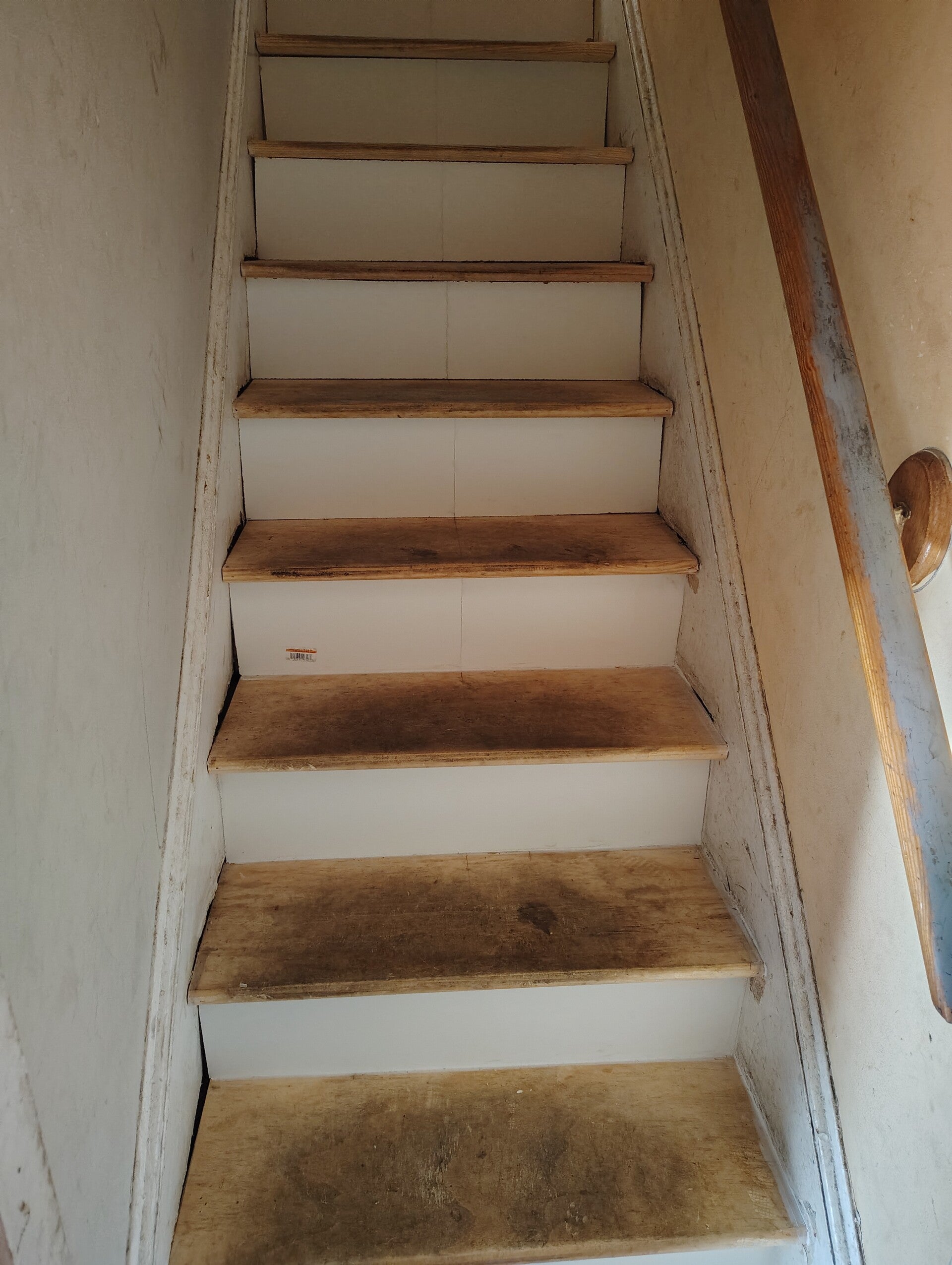 1000004263-standard-celyc7.jpg