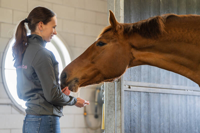 paraveterinair staat tegenover paard