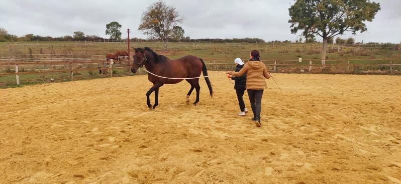 Ecurie chevaux, médiation animale, ateliers enfants, ateliers ludiques, jeux, privée, Bourges, Villabon