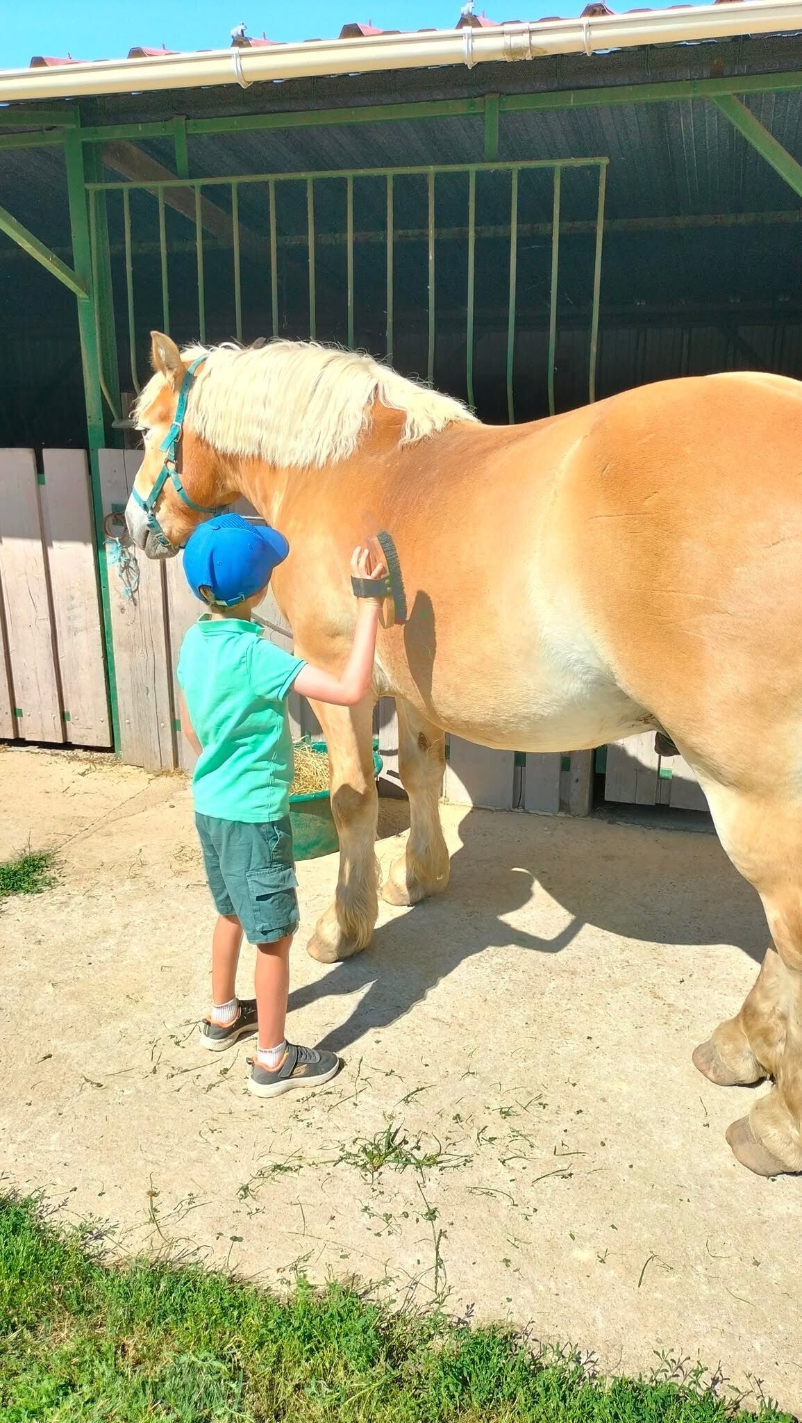 Ecurie chevaux, médiation animale, ateliers enfants, ateliers ludiques, jeux, privée, Bourges, Villabon