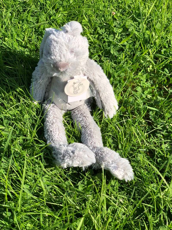 Grey rabbit richie