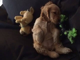chiot à 6 mois