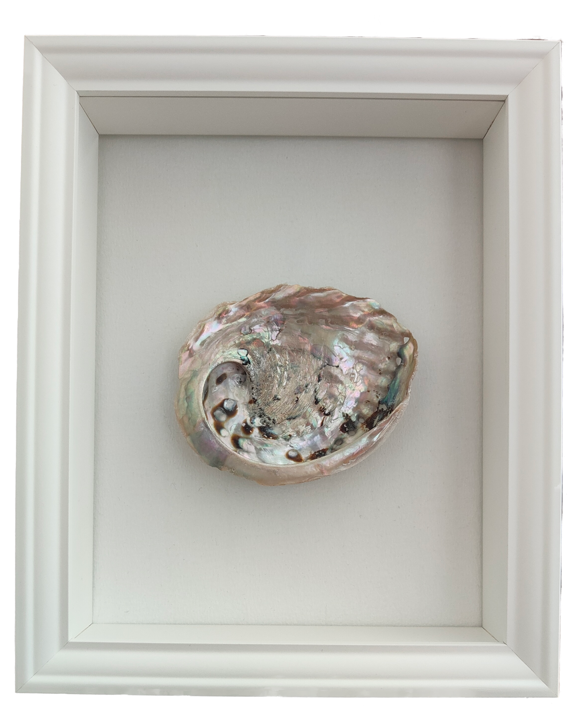 20cmx25cm Witte lijst met Abalone Schelp