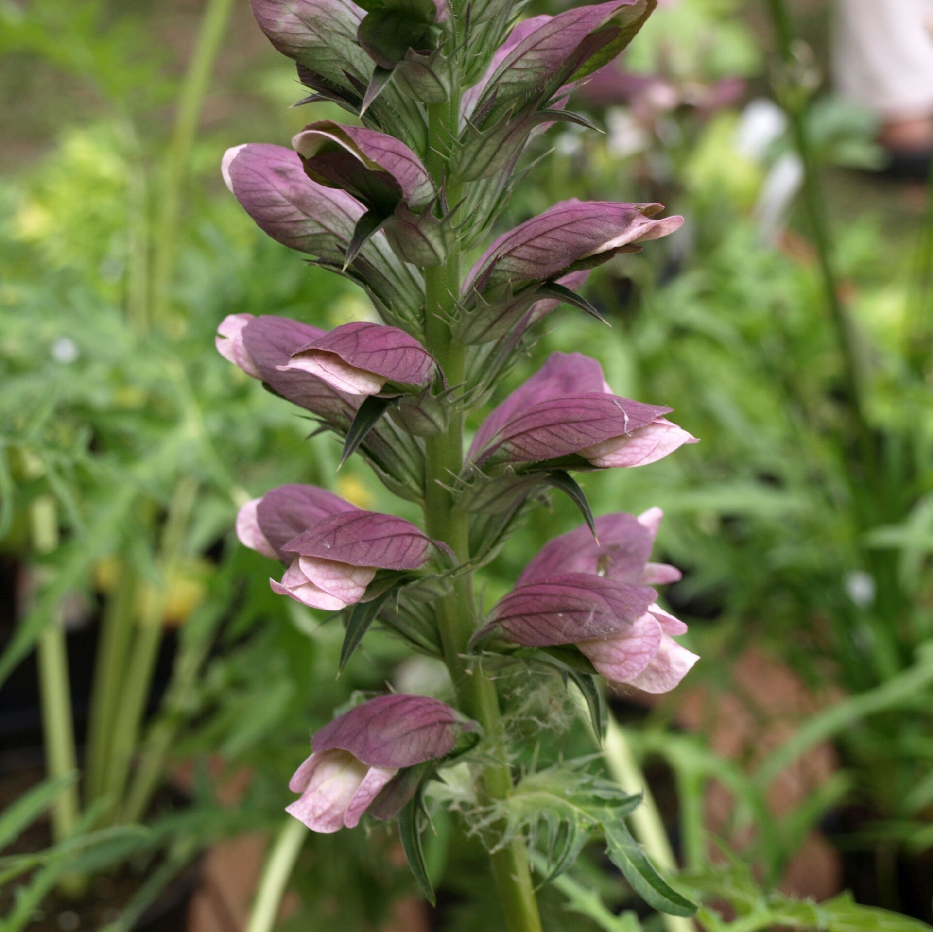 Acanthus 'Summer Beauty'