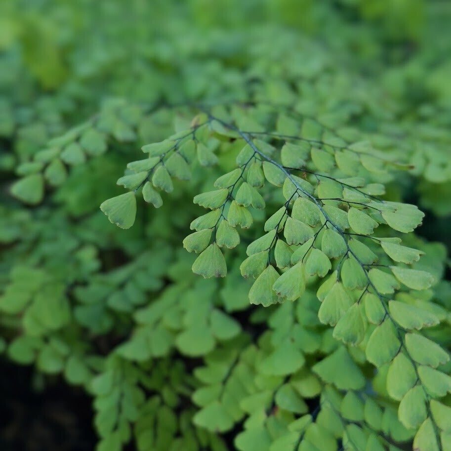 Adiantum venustum