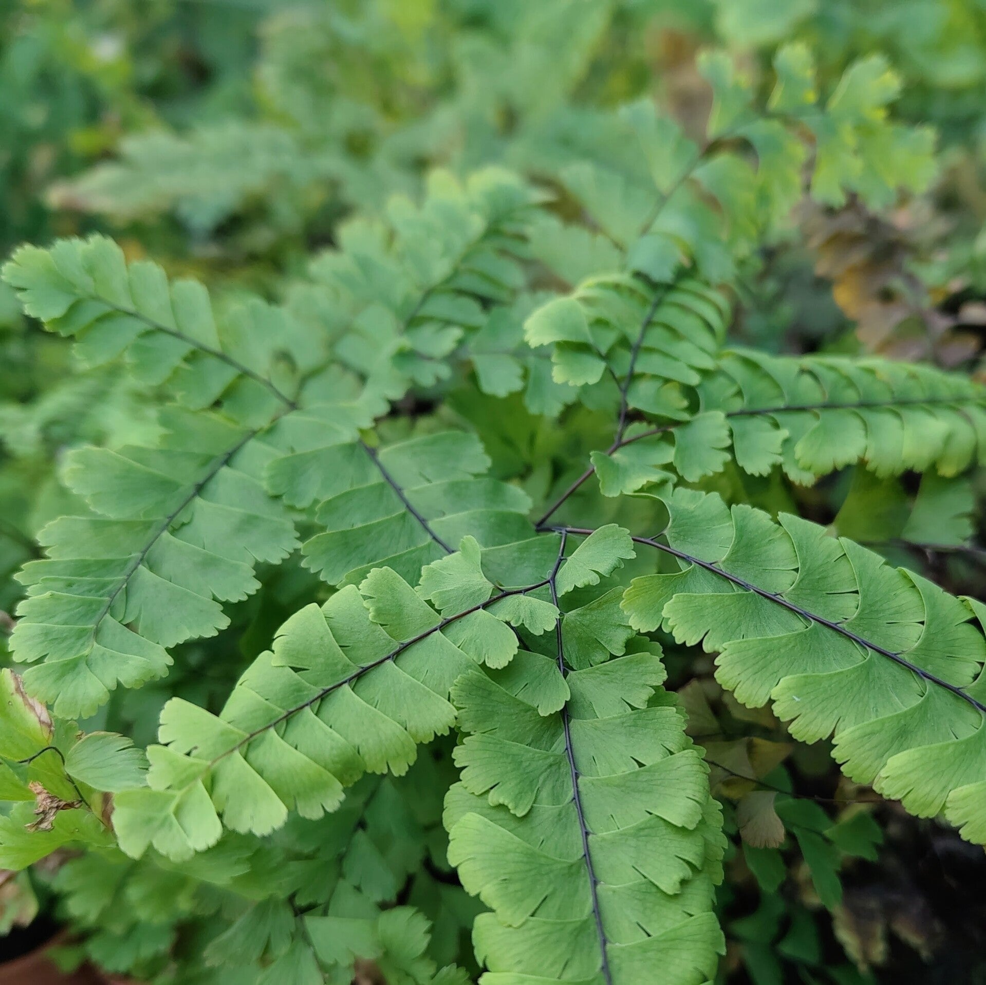 Adiantum pedatum 'Imbricatum'