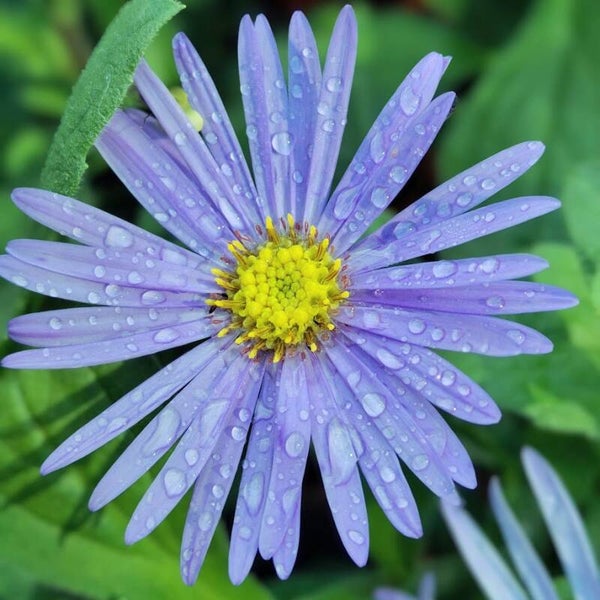 Aster frikartii 'Mönch'
