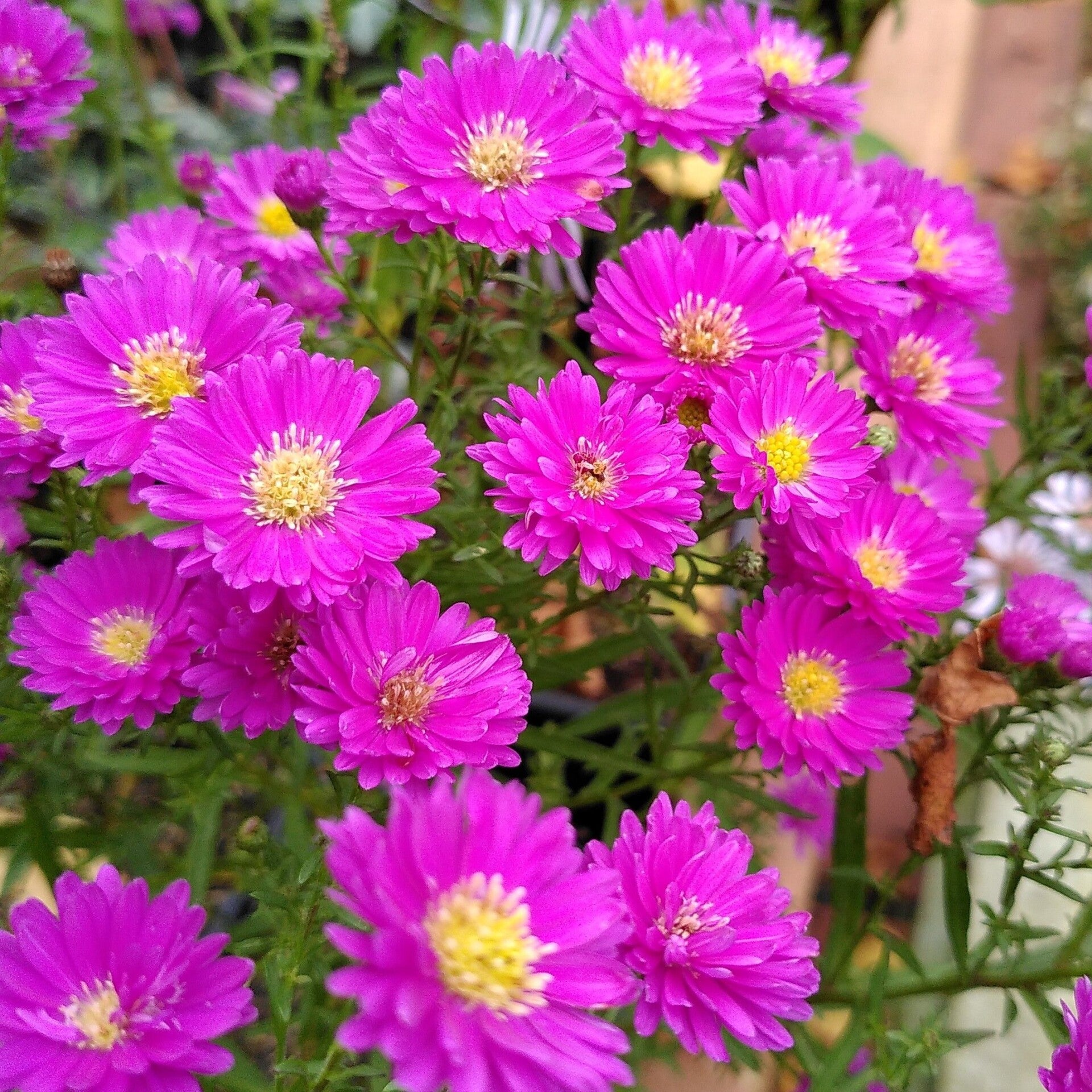 Aster 'Pixie Red Eye'